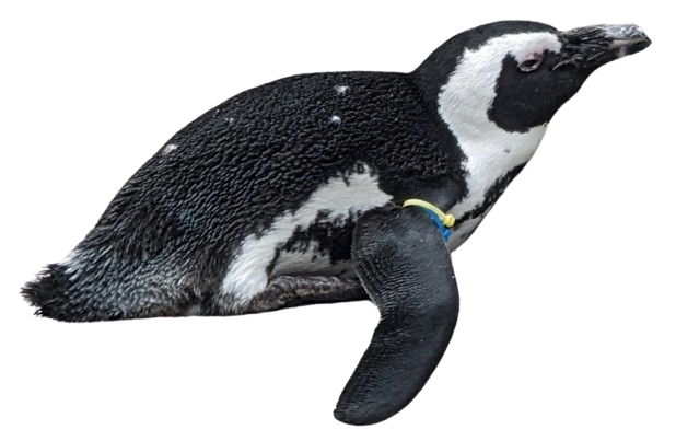 :penguin_horizontal: